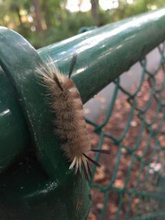 Banded Tussock Moth Durham NC by NCBioTeacher. Used under a CC0 license.