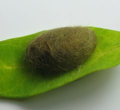 Halysidota tessellaris cocoon by Beatriz Moisset. Used under a CC BY-SA 4.0 license.