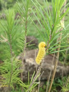 Larva de Lophocampa by NS777. Used under a CC BY-SA 4.0 license.