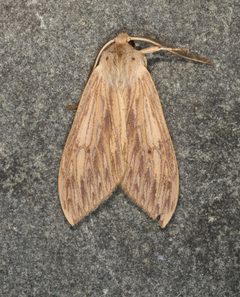 Leucanopsis lurida 421058213 by Laura Gaudette. Used under a CC BY 4.0 license.