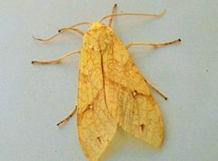 Lophocampa annulosa by Francisco Farriols Sarabia. Used under a CC BY 4.0 license.