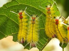 Lophocampa annulosa larvae by Francisco Farriols Sarabia. Used under a CC BY 4.0 license.