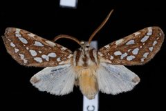 Lophocampa argentata2 by Jeremy deWaard, University of British Columbia. Used under a CC BY 3.0 license.