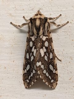 Lophocampa argentata - Imago 151441436 by Victor Heng. Used under a CC0 license.