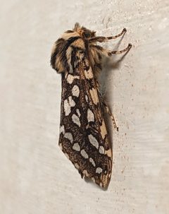 Lophocampa argentata - Seitenansicht 151441483 by Victor Heng. Used under a CC0 license.