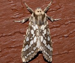 Lophocampa argentata 01 by CBG Photography Group, Centre for Biodiversity Genomics. Used under a CC0 license.