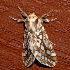Lophocampa argentata 03 by CBG Photography Group, Centre for Biodiversity Genomics. Used under a CC0 license.