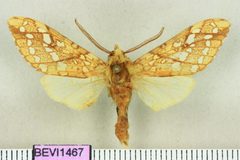 Lophocampa caryae1 by Benoit Vincent, Research Collection of Benoit Vincent. Used under a Public domain license.