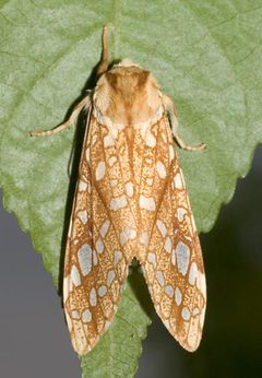 Lophocampa caryae by Mike Boone. Used under a CC BY-SA 2.5 license.