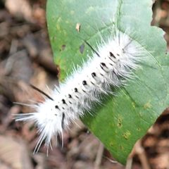 Lophocampa caryae 420495518 by Larry Jensen. Used under a CC BY 4.0 license.