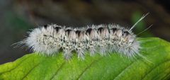 Lophocampa caryae caterpillar1 by The Cosmonaut. Used under a CC BY-SA 2.5 ca license.