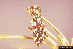 Lophocampa ingens by USDA Forest Service - Ogden Archive, USDA Forest Service, United States. Used under a CC BY 3.0 us license.