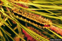 Lophocampa ingens larva by USDA Forest Service - Ogden Archive, USDA Forest Service, United States. Used under a CC BY 3.0 us license.