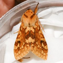 Lophocampa maculata 02 by CBG Photography Group, Centre for Biodiversity Genomics. Used under a CC0 license.