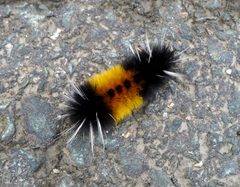 Spotted Tussock Moth caterpillar. Lophocampa maculata - Flickr - gailhampshire by gailhampshire from Cradley, Malvern, U.K. Used under a CC BY 2.0 license.