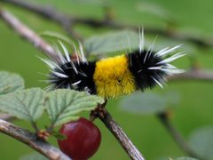 Yellow woolly bear caterpillar by DonES. Used under a CC BY-SA 3.0 license.
