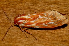 Lophocampa roseata 01 by CBG Photography Group, Centre for Biodiversity Genomics. Used under a CC0 license.