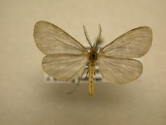 Pagara simplex by JB Sullivan, Research Collection of J. B. Sullivan. Used under a Public domain license.