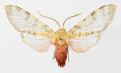 Pseudohemihyalea edwardsii YPM ENT 815392 by Fitzpatick, B.. Used under a CC0 license.