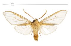 Pseudohemihyalea labecula with scale by Lake Mead NRA Public Affairs. Used under a Public domain license.