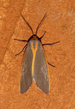 Pygarctia abdominalis by Laura Gaudette. Used under a CC BY 4.0 license.
