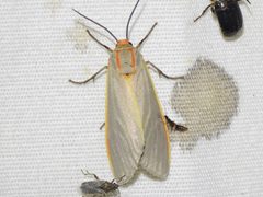 Pygarctia abdominalis 284357601 by Sam Kieschnick. Used under a CC BY 4.0 license.