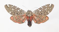 Arachnis picta YPM ENT 815430 by Fitzpatick, B.. Used under a CC0 license.
