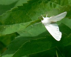 Estigmene acrea Drury by Benny Mazur from Toledo, OH. Used under a CC BY 2.0 license.