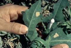 Estigmene acrea eggs by Whitney Cranshaw, Colorado State University, Bugwood.org. Used under a CC BY 3.0 us license.