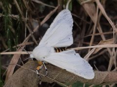 Estigmene albida by Arthur de Jesús Chavarría Pérez. Used under a CC BY 4.0 license.