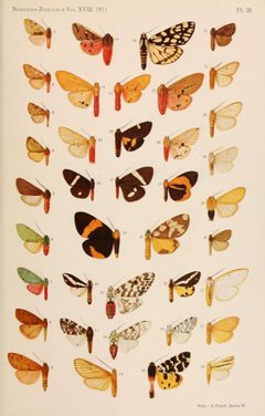 NovitatesZoologicae18 Pl03 by Horace Knight. Used under a Public domain license.
