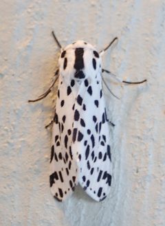 Hypercompe permaculata 28999318 by pbedell. Used under a CC BY-SA 4.0 license.