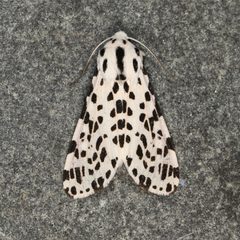 Hypercompe permaculata 421066265 by Laura Gaudette. Used under a CC BY 4.0 license.