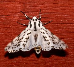 Hypercompe permaculata 51205137 by Laura Gaudette. Used under a CC BY 4.0 license.