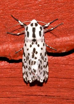 Hypercompe permaculata 51205168 by Laura Gaudette. Used under a CC BY 4.0 license.