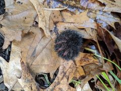 Caterpillar of giant leopard moth by Dmitry Brant. Used under a CC BY-SA 4.0 license.