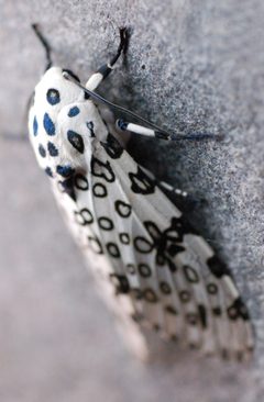 Giant leopard moth hypercompe scribonia 6 by Jeremy Johnson. Used under a CC BY-SA 4.0 license.