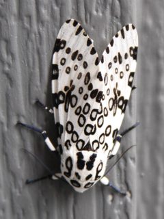 Hypercompe scribonia 4324 by R. A. Nonenmacher. Used under a CC BY-SA 4.0 license.