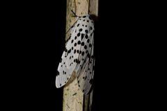 Hypercompe scribonia 5 by Geoff Gallice from Gainesville. Used under a CC BY 2.0 license.