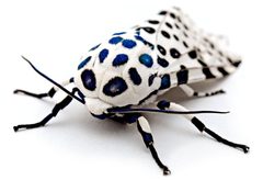 LeopardMothBlueSpots edit2 by Kevincollins123. Used under a CC BY-SA 3.0 license.