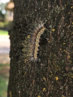 Hyphantria cunea - Caterpillar by Mannivu. Used under a CC BY-SA 4.0 license.