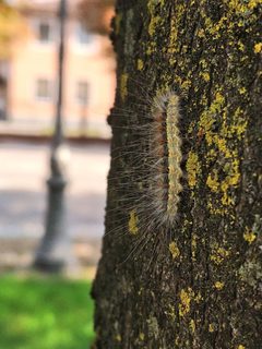 Hyphantria cunea - Caterpillar 2 by Mannivu. Used under a CC BY-SA 4.0 license.