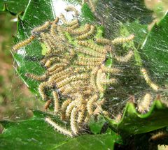 Hyphantria cunea 2 by Jacy Lucier. Used under a CC BY-SA 4.0 license.