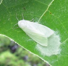 Hyphantria cunea female 1 by Jacy Lucier. Used under a CC BY-SA 4.0 license.
