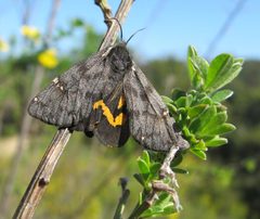 Leptarctia californiae by iNaturalist user: icosahedron. Used under a CC BY 4.0 license.