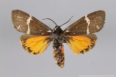 Leptarctia californiae YPM ENT 575679 D by Gall, L. F.. Used under a CC0 license.
