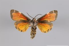 Leptarctia californiae YPM ENT 575679 V by Gall, L. F.. Used under a CC0 license.