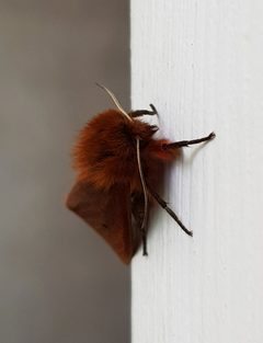 Phragmatobia.fuliginosa by EcoFriend33. Used under a CC BY 4.0 license.