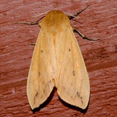 Pyrrharctia isabella 02 by CBG Photography Group, Centre for Biodiversity Genomics. Used under a CC0 license.