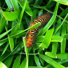 Seirarctia Echo Caterpillar by Collin O'Dwyer. Used under a CC BY-SA 4.0 license.